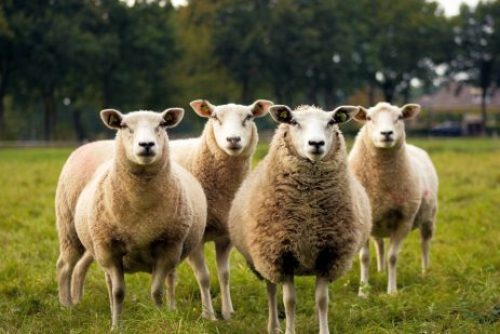 GHG footprint study for exported NZ lamb