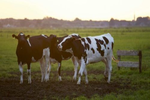 MfR on Vet Meds and Agricompounds submission
